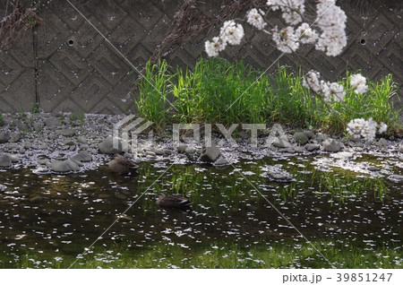 五条川 花見のカモ 五条川 花見のカモ 39851247