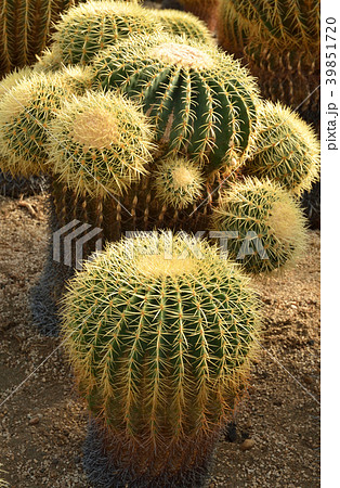 植物：キンシャチ　サボテン科 39851720