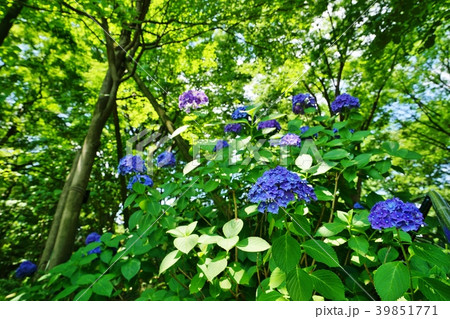 青いアジサイ 青いアジサイ 39851771