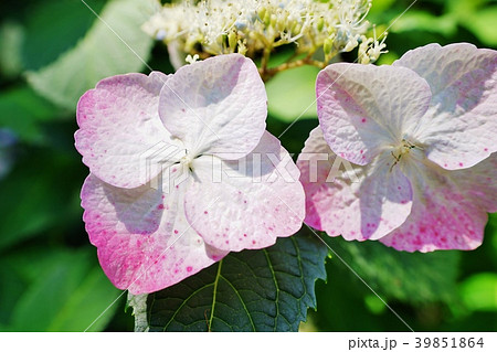 あじさい 39851864