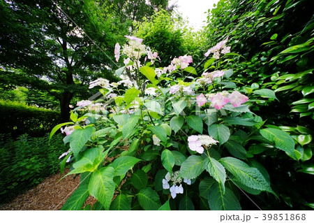 ガクアジサイ 39851868