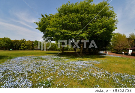 相模原公園のネモフィラ 相模原公園のネモフィラ 39852758