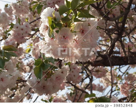 桜の季節 桜の季節 39852848