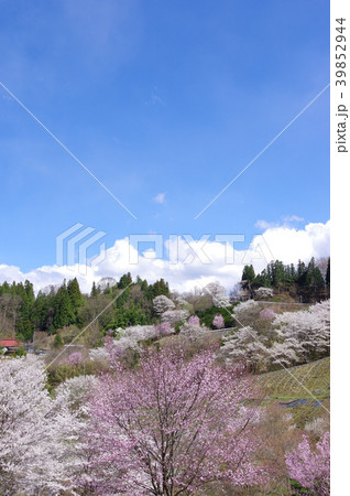 陸郷の山桜 39852944