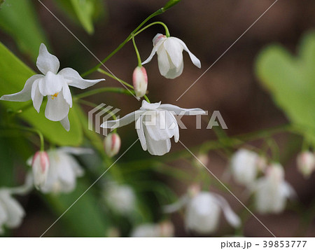 バイカイカリソウ 39853777