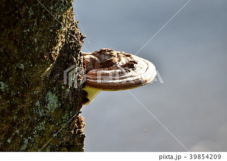 コフキサルノコシカケ コフキサルノコシカケ 39854209