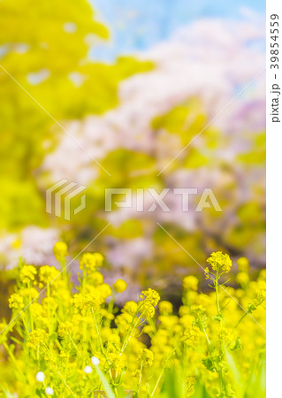 満開の菜の花 39854559
