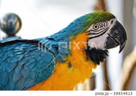 藍色 黃色 金剛鸚鵡 Macaw コンゴウインコの写真素材 [39854613] - PIXTA