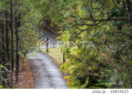 Walk way among pine forests at Ban Wat Chan Walk way among pine forests at Ban Wat Chan 39854625