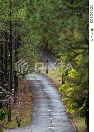 Walk way among pine forests at Ban Wat Chan Walk way among pine forests at Ban Wat Chan 39854626