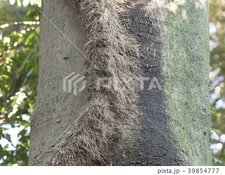 気根を出しながら木をのぼるキヅタ 39854777