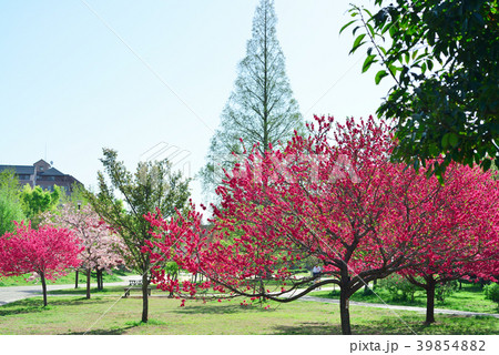 都会の公園 都会の公園 39854882