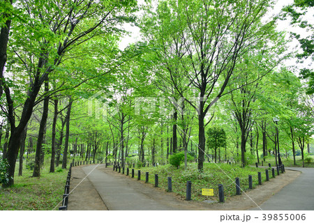 柏の宮公園 39855006