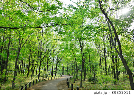 柏の宮公園 39855011