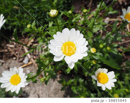 ノースポール ノースポール 39855045