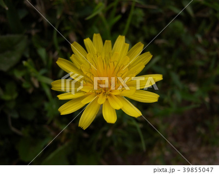 日本タンポポ 39855047