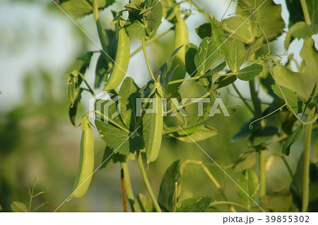 エンドウ豆の花 39855302