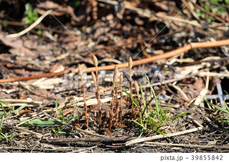 つくし つくし 39855842