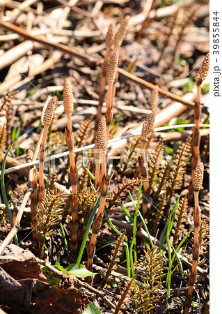 つくしとスギナ 39855844