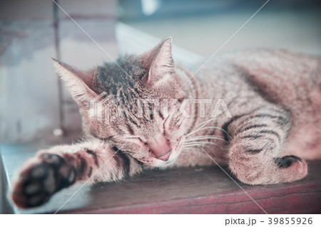 侯硐 猴硐 猫村 39855926
