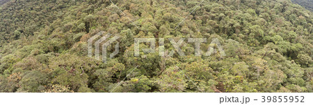 Looking down on the canopy of montane rainforest  39855952