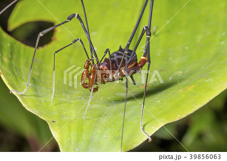 Giant Harvesman or Phalangid  39856063