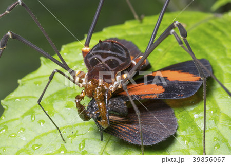 Giant Harvesman or Phalangid feeding on a butterfl Giant Harvesman or Phalangid feeding on a butterfl 39856067