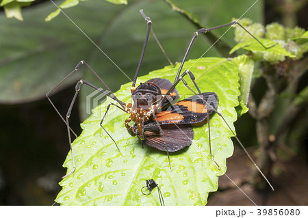 Giant Harvesman or Phalangid Giant Harvesman or Phalangid 39856080