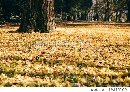 autumn ginkgo tree tunnels in Showa Memorial park autumn ginkgo tree tunnels in Showa Memorial park 39856100