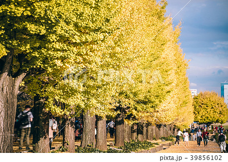 autumn ginkgo tree tunnels in Showa Memorial park autumn ginkgo tree tunnels in Showa Memorial park 39856102