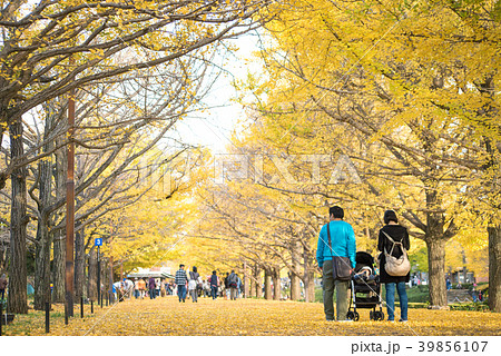 autumn ginkgo tree tunnels in Showa Memorial park 39856107