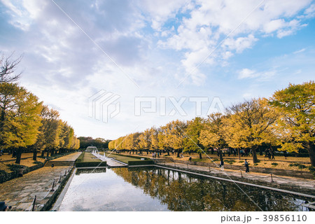 autumn ginkgo tree tunnels in Showa Memorial park autumn ginkgo tree tunnels in Showa Memorial park 39856110