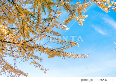 autumn ginkgo tree tunnels in Showa Memorial park autumn ginkgo tree tunnels in Showa Memorial park 39856111