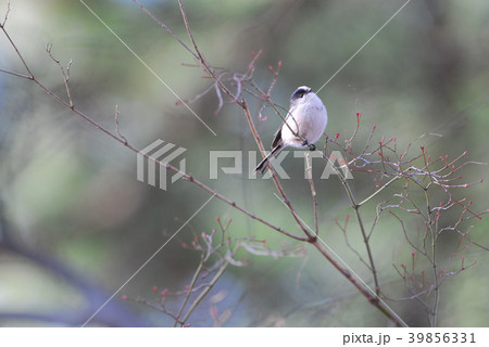 かわいい鳥の写真素材