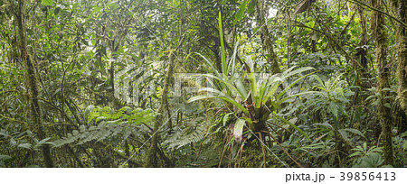 terrestrial bromeliads  39856413