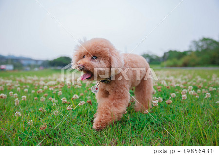 犬 狗 わんこ 39856431