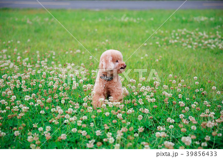 犬 狗 わんこ 39856433