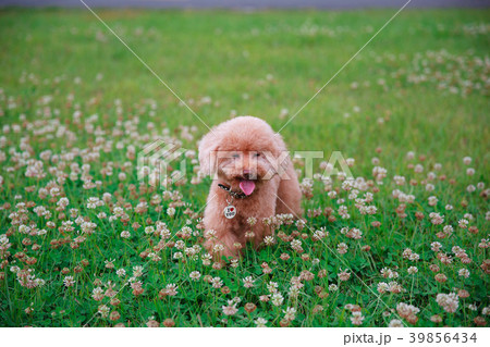 犬 狗 わんこ 39856434