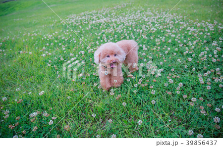 犬 狗 わんこ 39856437