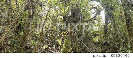 Panorama of the interior of montane rainforest  39856446
