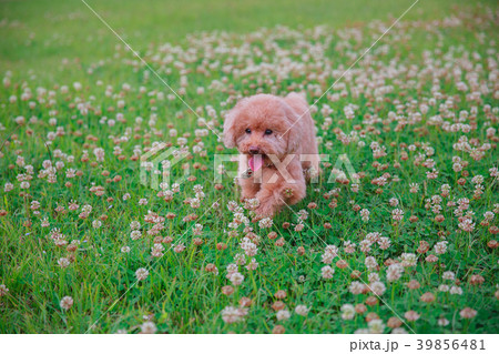 草 芝生 芝 39856481