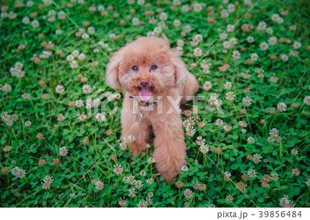 草 芝生 芝 39856484