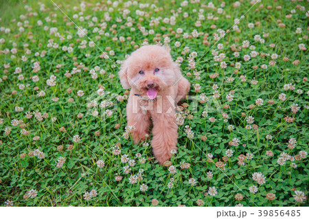 ペット お気に入り 愛玩動物 39856485