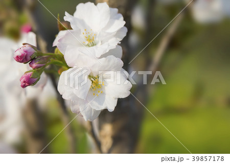 八重桜 八重桜 39857178