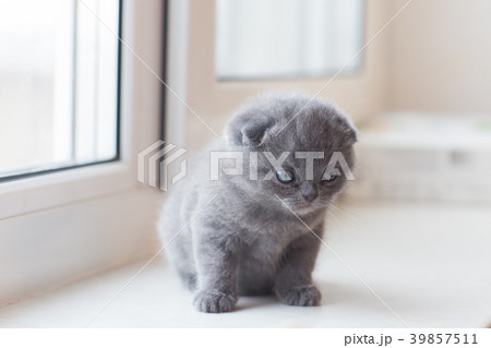 Scottish Fold small cute kitten Scottish Fold small cute kitten 39857511