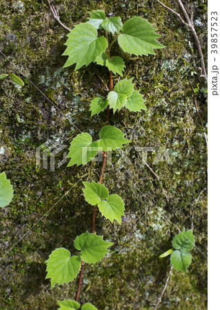 新緑の蔓 39857523