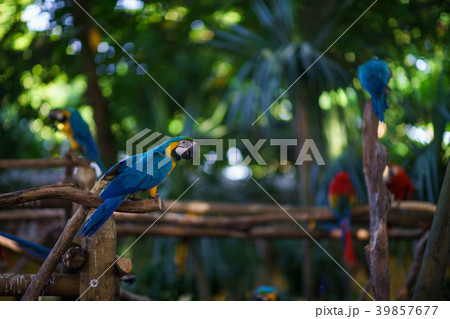 Blue-and-yellow macaw parrot sitting on the branch 39857677