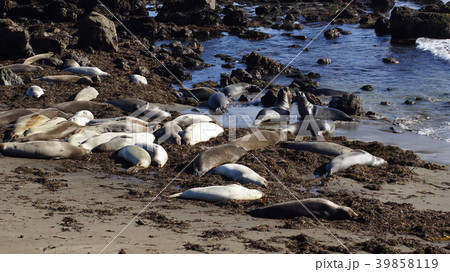 SAN SIMEON, UNITED STATES - OCTOBER 7th, 2014 39858119