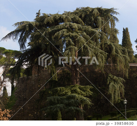 cedar of Lebanon against blue sky 39858630