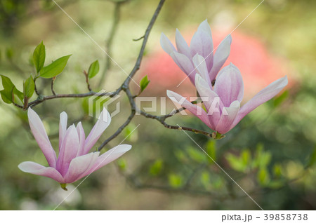 closeup of magnolia pink fleur at spring 39858738